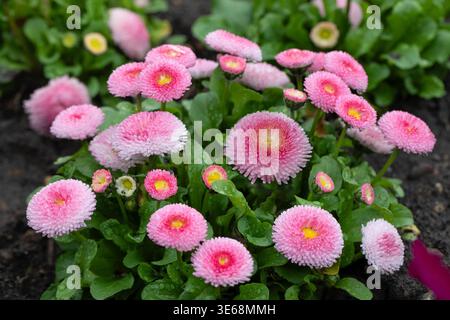 Fiore di Bellis perennis Foto Stock
