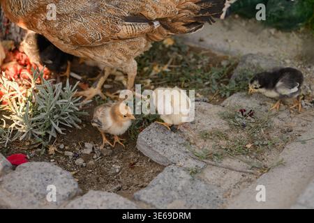 Gallina madre con pulcini piccoli in fattoria, allevamento di pollame biologico. Polli domestici che si nutrono all'aperto, vita rurale rustica, cura degli animali e madre Foto Stock