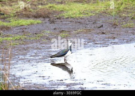 Un uccellino giace sul bordo dell'acqua, su una riva fangosa, circondato da erba verde in un paesaggio naturale del Regno Unito durante il giorno Foto Stock