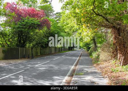 Una strada asfaltata soleggiata curva attraverso una lussureggiante foresta verde. Una recinzione di legno delinea la sinistra, mentre un'auto viaggia in lontananza sotto alberi frondosi. Foto Stock