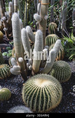 Cactus grusonii (Echinocactus grusonii) e cactus (Espostoa) nella casa del cactus, casa della pianta di Ueberlingen am Lake Costanza, Ueberli Foto Stock