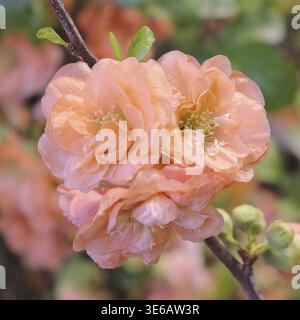 Cotogna giapponese (Chaenomeles speciosa MANGO STORM Â®), IPM 2016, Germania Foto Stock