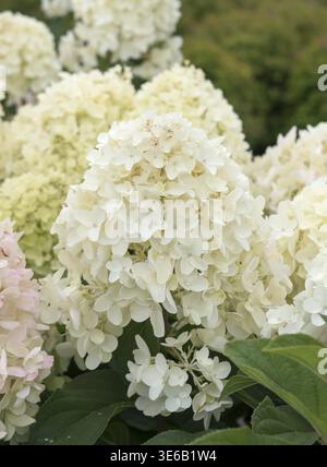 Panicle Hydrangea (Hydrangea paniculata 'Silver Dollar'), Federal Garden Show 2019, Germania Foto Stock