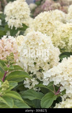 Panicle Hydrangea (Hydrangea paniculata 'Silver Dollar'), Federal Garden Show 2019, Germania Foto Stock