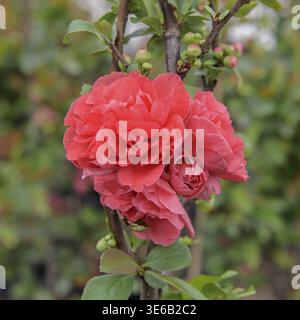 Cotogna giapponese (Chaenomeles speciosa 'Pink Storm'), BS Saemann, Germania Foto Stock