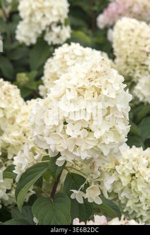 Panicle Hydrangea (Hydrangea paniculata 'Silver Dollar'), Federal Garden Show 2019, Germania Foto Stock