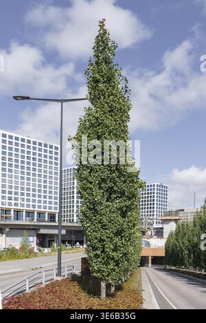 Tremare pioppo (Populus tremula 'Erecta'), Finlandia Foto Stock