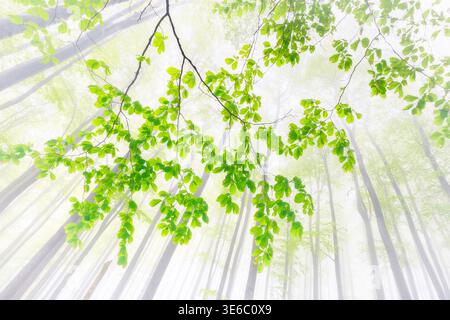 Vista verso l'alto di un ramo denso con foglie verdi vibranti in una foresta nebbiosa luminosa. Foto Stock