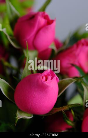 Macro shot singolo rosone rosa che inizia a fiorire Foto Stock