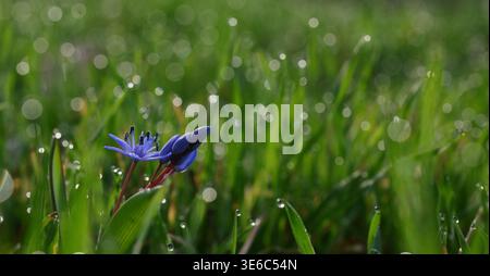Primo piano Viola Odorata comune in primavera Foto Stock