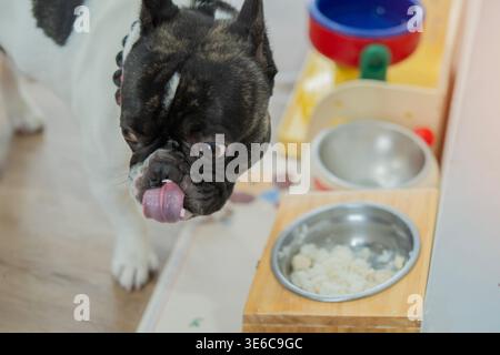 Sopra la vista del bulldog francese si lecca le labbra dopo aver gustato un delizioso pasto dalla ciotola a casa. Animali domestici che godono di un concetto di pasto. Foto Stock