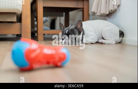 Il bulldog francese stanco a dormire sul pavimento di legno dopo essersi stancato a giocare con i giocattoli a casa. Messa a fuoco selettiva. Concetto di sonno per animali domestici. Foto Stock
