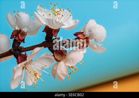 I delicati fiori di albicocca bianca sbocciano su un ramo contro un cielo blu vibrante Foto Stock