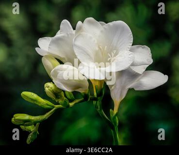 fiori freesia bianchi e gemme verdi su sfondo verde sfocato Foto Stock