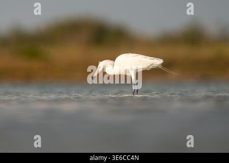 Egret rossastro (Morfo bianco) pesca in acque poco profonde all'alba Foto Stock