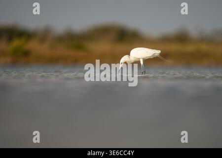 Morf bianco Egret rossastro pesca a Lagoon Foto Stock