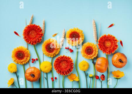 Composizione creativa autunnale con fiori di gerbera arancioni e gialli, zucche decorative, orecchie di grano su sfondo blu vista dall'alto. Concetto del giorno del Ringraziamento. Posizione piatta. Foto Stock