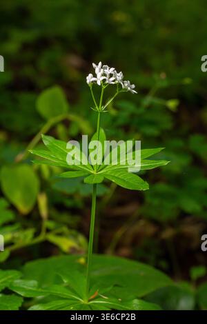 La profumata e dolce foresta sorge in una lussureggiante foresta caratterizzata da piccoli fiori bianchi e ampie foglie verdi che prosperano nel tranquillo bosco Foto Stock