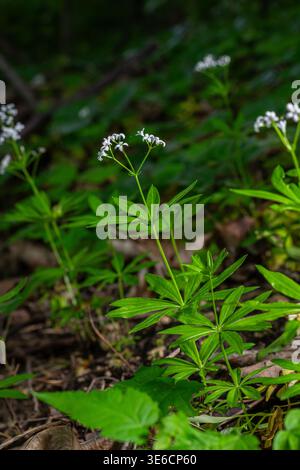 I fragranti fiori bianchi di Sweet Woodruff emergono da foglie verdi vibranti in un tranquillo bosco durante la stagione primaverile mettendo in risalto la bellezza della natura Foto Stock