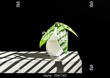 Bellissima Pachira aquatica in una composizione con ciottoli e carbone all'interno di un contenitore di vetro, con radici sane e acqua cristallina. Foto Stock