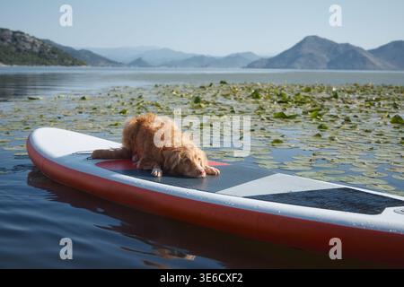 Un Tolling Retriever di anatra della nuova Scozia si trova in basso sul tabellone vicino a foglie verdi galleggianti. Il lago calmo riflette la luce soffusa e le colline circostanti. Foto Stock