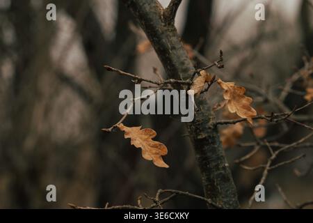 Foglie di quercia secca sul ramo dell'albero, atmosfera autunnale in ambiente naturale Foto Stock