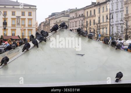 Un gregge di piccioni urbani si accoccolano su una bassa e sporca struttura in vetro, osservando la gente e gli edifici storici in un vivace centro cittadino europeo Foto Stock