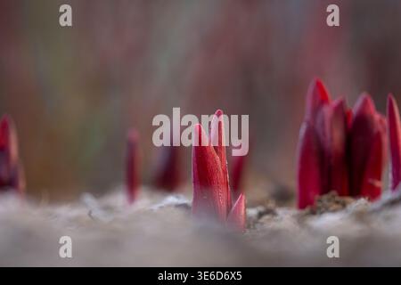 I germogli di peonia rossa emergono dal suolo all'inizio della primavera, simboleggiando una nuova crescita e un rinnovamento stagionale. Primo piano di giovani germogli di peonia. Foto Stock