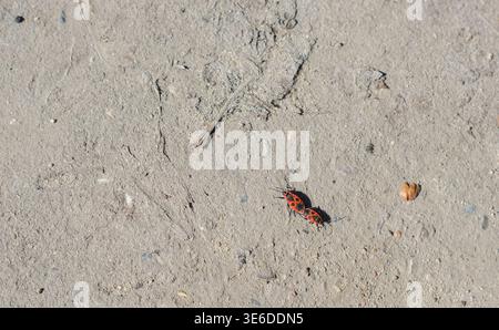 Due insetti di insetti da fuoco con segni rossi e neri si accoppiano su una superficie sporca illuminata dal sole Foto Stock