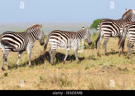 Zebre con puledro sulla savana nella riserva nazionale Masai Mara Foto Stock
