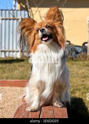 Un primo piano del cane papillon. Papillon o Continental giocattolo spaniel sedili sulla panca Foto Stock