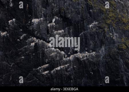 Gannet settentrionale Morus bassanus, colonia remota di nidificazione, Boreray, St. Kilda, Highlands, Scozia, Regno Unito, giugno Foto Stock