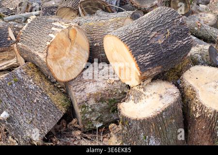 Tronchi segati che giacciono a terra. Primo piano di tronchi di pioppo segati. Deforestazione. Tronchi d'albero a terra Foto Stock