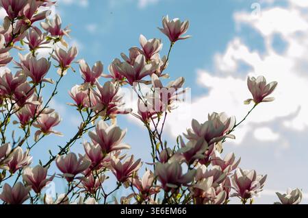 magnolia in fiore con delicati fiori rosa contro il cielo blu e le nuvole. Foto Stock