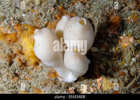 Spugna Rowella lancifera sulla barriera corallina, Poor Knights Islands, nuova Zelanda Foto Stock