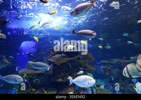 Mix di numerosi pesci grandi e piccoli in un acquario Foto Stock