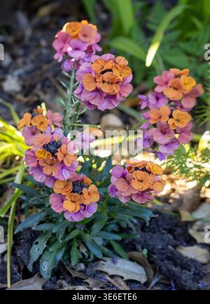 Ammassi di fiori di parati colorati Erysimum fioriscono con petali di arancio e viola in fiore in un giardino primaverile Foto Stock