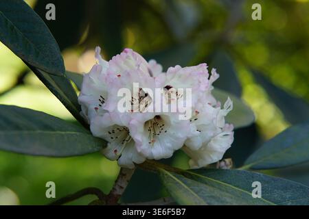 Fiori di rododendro bianchi e rosa fioriscono presso gli Hever Castle Gardens in una giornata di sole primaverili, nel Kent, in Inghilterra. Hever Castle, Hever, Inghilterra Foto Stock