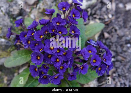 Vibranti primrose viola con centri gialli che fioriscono agli Hever Castle Gardens in primavera, nel Kent, in Inghilterra. Hever Castle, Hever, Inghilterra Foto Stock