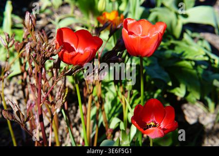 Vibranti tulipani rossi che fioriscono al sole primaverile agli Hever Castle Gardens, Kent, Inghilterra. Hever Castle, Hever, Inghilterra Foto Stock