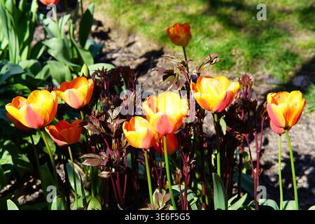 Vibranti tulipani arancioni e gialli che fioriscono al sole primaverile presso gli Hever Castle Gardens, Kent, Inghilterra. Hever Castle, Hever, Inghilterra Foto Stock