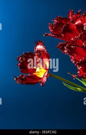 Primo piano di un vivace tulipano di spugna con petali rossi frangiati e un centro giallo brillante, su uno sfondo blu profondo. Questa straordinaria immagine floreale c Foto Stock