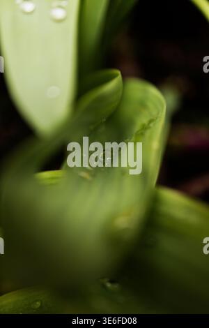 Primo piano di una foglia di tulipani con gocce d'acqua dolce e morbido bokeh verde, creando uno sfondo naturale e calmo per la primavera, il giardinaggio, la crescita e. Foto Stock