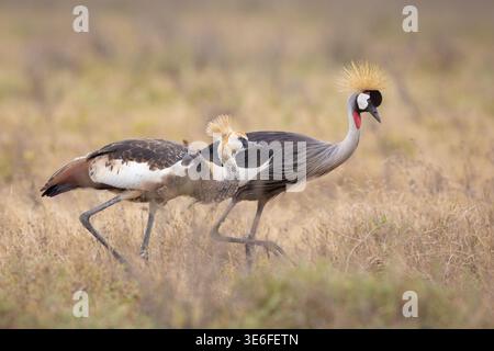 Un paio di Gru coronate grigie (Balearica regulorum) che camminano attraverso l'erba della Ndutu Conservation area, Tanzania. Foto Stock