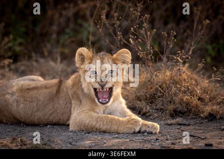 Un ritratto ravvicinato di un giovane cucciolo di leone africano (Panthera leo) che strizza e mostra i suoi denti a Ndutu, Tanzania Foto Stock