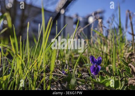 Nell'erba cresce una fragrante viola (Viola odorata). Gli edifici possono essere visti sullo sfondo. E' una giornata limpida con il sole. I dintorni sono g. Foto Stock