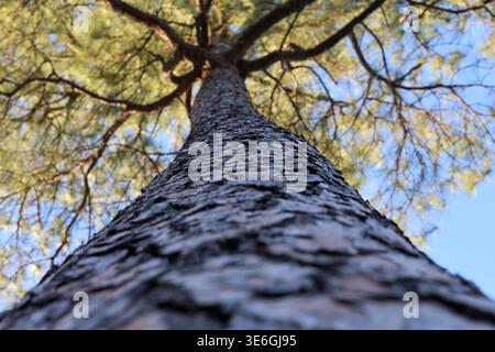 Vista verso l'alto lungo il tronco ad albero con bassa profondità di campo e prospettiva drammatica Foto Stock