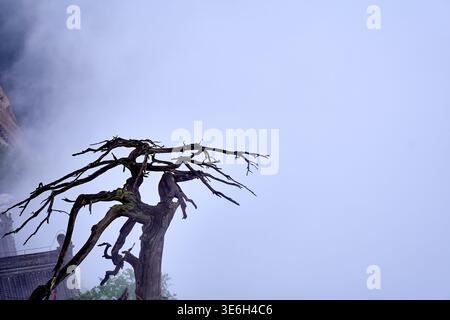 Antico albero battuto dal tempo su Huashan o sul Monte Hua - la montagna ha un aspetto migliore con il tempo nebbioso e nuvoloso Foto Stock