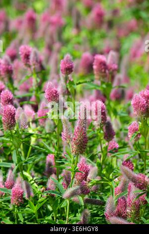 Trifolium rubens, trifoglio rugoso, volantini a forma di lancia, ammassi appuntiti di fiori aprono un rosso scuro-viola dalla base Foto Stock