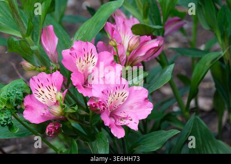 Alstroemeria Summer Saint, Alstroemeria Tessumsaint, ammassi di fiori rosa a forma di imbuto, gola giallo cremosa, macchie marrone scuro sui petali superiori Foto Stock
